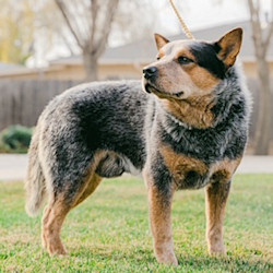 australian cattle dog