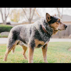 American cattle dog