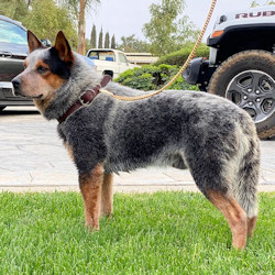 Australian cattle dog