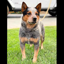 Queensland Heeler