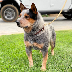 American cattle dog