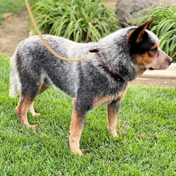 Australian cattle dog