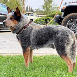 Australian cattle dog