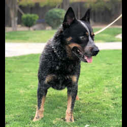 australian cattle dog