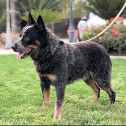 American cattle dog