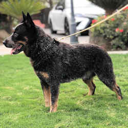 Australian cattle dog