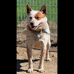 australian cattle dog