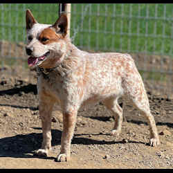 american cattle dog