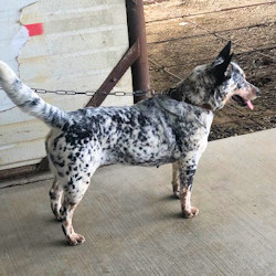 american cattle dog