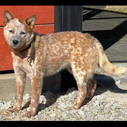 australian cattle dog