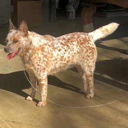 australian cattle dog