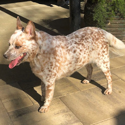 american cattle dog