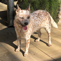 australian cattle dog