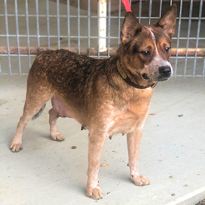 american cattle dog